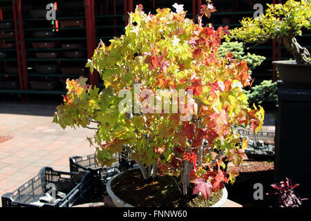 Japanischer Ahorn bonsai Stockfoto