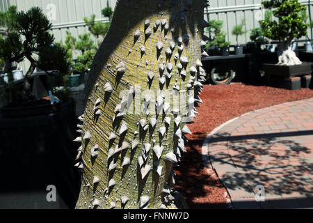 Ceiba Speciosa oder Chorisia Speciosa auch bekannt als The Seide Zahnseide Tree Stockfoto