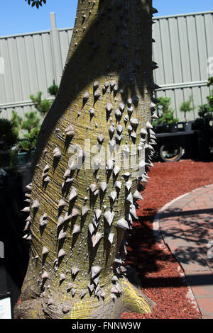 Ceiba Speciosa oder Chorisia Speciosa auch bekannt als The Seide Zahnseide Tree Stockfoto