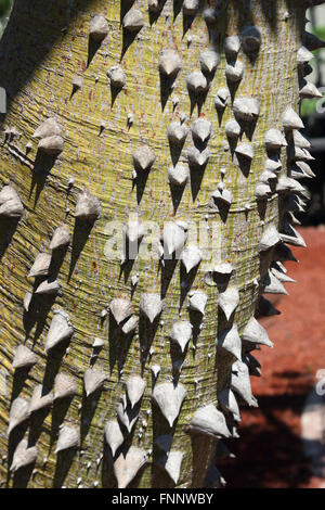 Ceiba Speciosa oder Chorisia Speciosa auch bekannt als The Seide Zahnseide Tree Stockfoto