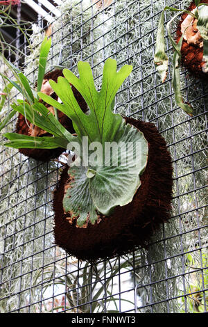 Platycerium Superbum oder auch bekannt als Hirschhorn Farn Stockfoto