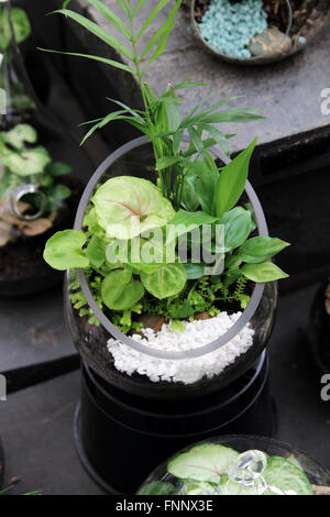 Terrarien mit Pflanzen im Glas Stockfoto