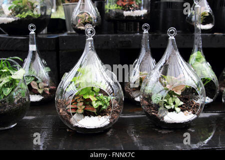 Terrarien mit Pflanzen im Glas Stockfoto