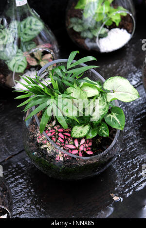 Terrarien mit Pflanzen im Glas Stockfoto