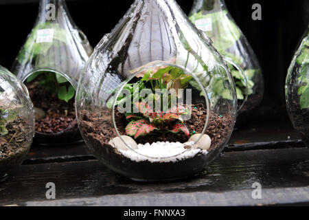 Terrarien mit Pflanzen im Glas Stockfoto