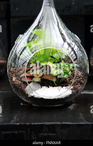 Terrarien mit Pflanzen im Glas Stockfoto