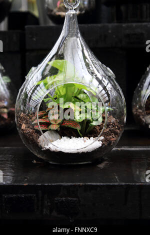 Terrarien mit Pflanzen im Glas Stockfoto