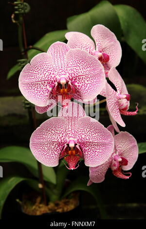 Phalaenopsis-Orchideen oder bekannt als Nachtfalter-Orchideen Stockfoto