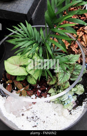 Terrarien mit Pflanzen im Glas Stockfoto