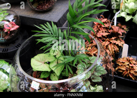 Terrarien mit Pflanzen im Glas Stockfoto