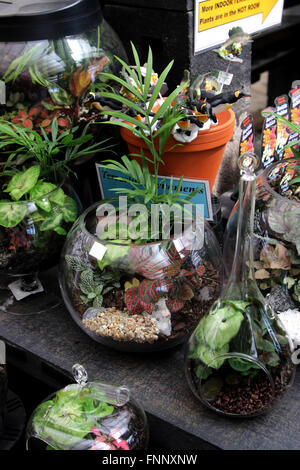 Terrarien mit Pflanzen im Glas Stockfoto