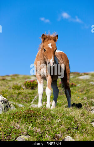 Shetland-Pony Fohlen in den Alpen, Sauerampfer Pinto, Stubaier Alpen, Nord-Tirol, Österreich Stockfoto