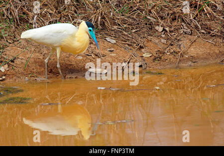 Angeschnittene Ärmel Reiher (Pilherodius Pileatus) Stand am Ufer, Pantanal, Mato Grosso, Brasilien Stockfoto