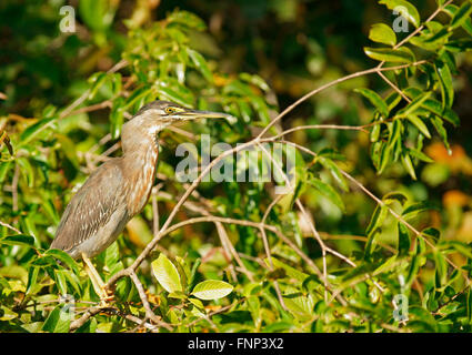 Grün Heron (Butorides Striata) sitzt in einem Busch, Pantanal, Brasilien Stockfoto