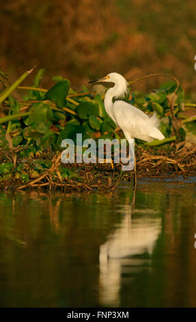 Großer Reiher (Ardea Alba) stehen im Wasser, Pantanal, Brasilien Stockfoto