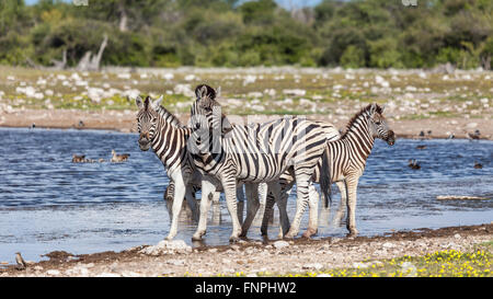Burchell Zebra, Equus Quagga Burchellii, darunter ein Fohlen an einer Wasserstelle in Etosha Nationalpark, Namibia, Südliches Afrika. Stockfoto