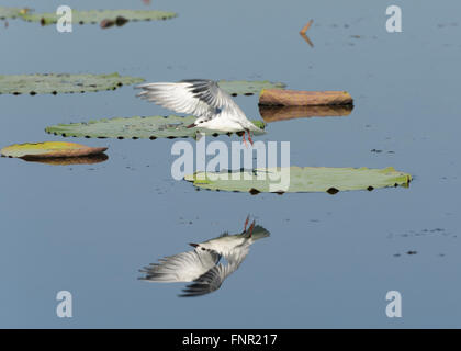 Weissbart-Seeschwalbe (Chlidonias Hybridus), Fogg Dam, Northern Territory, Australien Stockfoto