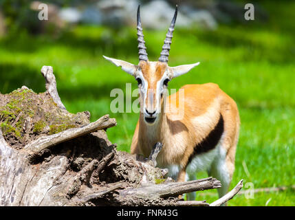 Letschwe Wasserbock sieht in die Kamera Stockfoto