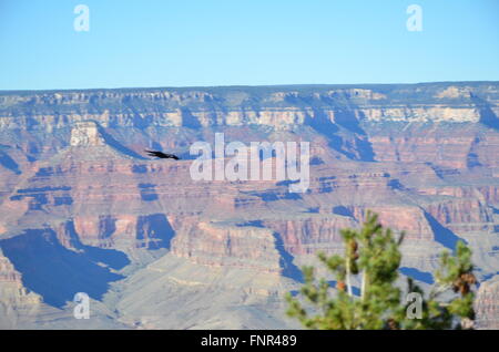 Ein Blick auf den Grand Canyon vom Südrand Blick nach Norden Stockfoto