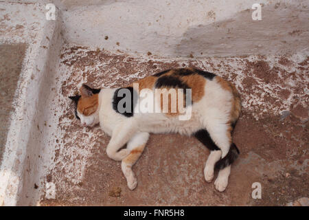 Katze auf der Insel Hydra in Griechenland Stockfoto