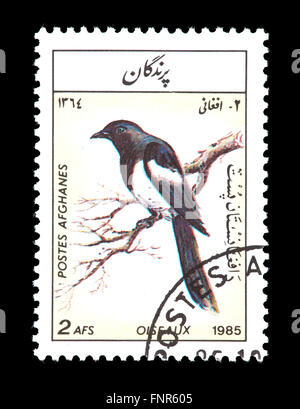Briefmarke aus Afghanistan Darstellung ein Eichelhäher. Stockfoto