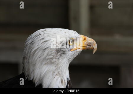 Weißkopfseeadler-Kopf und Schultern in Gefangenschaft Stockfoto