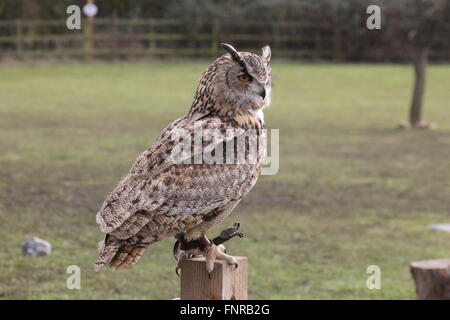 große gehörnte owl.bubo Virginianus, Landschaft Bild ganze Körper sitzt auf einem Zaunpfahl, Augen open.sideways auf der Kamera-gre Stockfoto