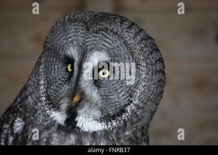 Bartkauz oder Lappland Eule, Strix Nebulosa einzige Schuss in den Kopf, die beide Augen offen und schauen in die Kamera ...in Gefangenschaft Stockfoto