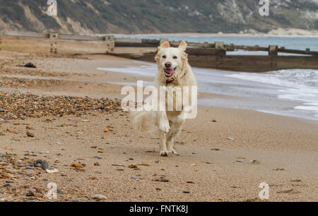 Hund golden Retriever mit Zunge und Ohren flattern auf Strand Stockfoto