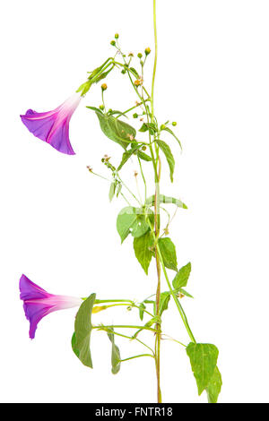 Morning Glory Purpurea Blumen auf isoliert auf weißem Hintergrund Stockfoto