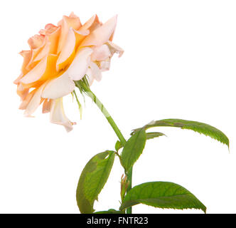 Blume Teerose isoliert auf weißem Hintergrund Stockfoto