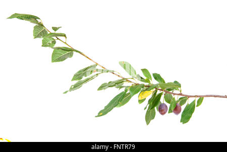 Blackthorn Zweig mit Früchten und Blättern isoliert auf einem weißen bac Stockfoto