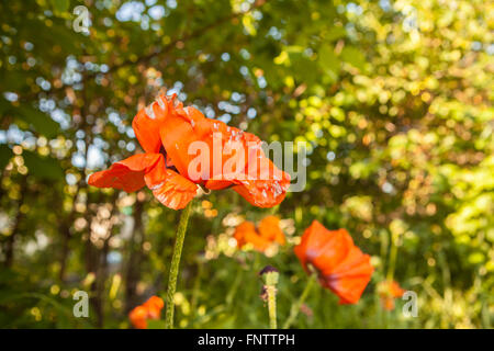 Orange Mohn blüht im Garten Stockfoto