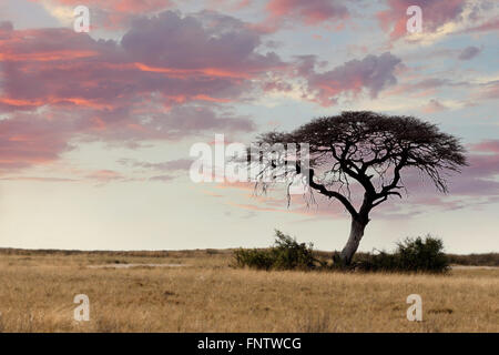 Typische große Akazie in der offenen Savanne Ebenen von Ost-Afrika
