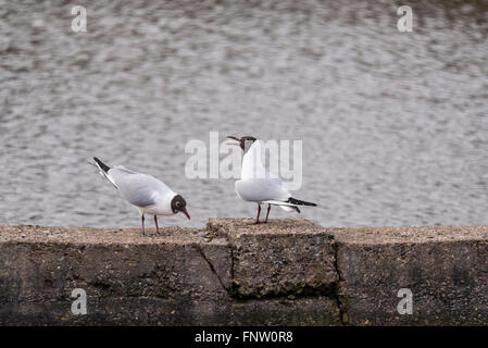 Ein paar schwarzen Kopf Möwen (Larus Ridibundus) laut rufend in einem territorialen display Stockfoto