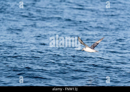 Eine fliegende Fulmar gegen das strahlend blaue Meer aus Island Stockfoto