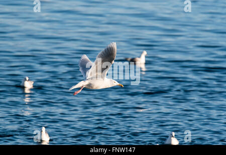 Glaucous Möwe im Flug in der Nähe der Küste Stockfoto