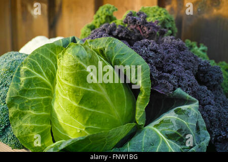 Frisches Bio-Gemüse - spitz grün Kohl und Grünkohl auf hölzernen Hintergrund Stockfoto