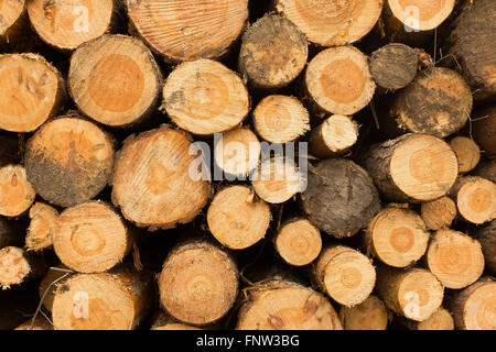 BERLIN, März 10: Hölzerne Säge / Holzernte im Wald "Westlicher Düppeler Forst" in Wannsee, Berlin am 10. März 2016. Stockfoto