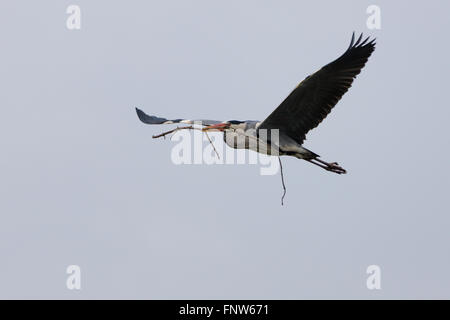 Graureiher im Flug mit Niederlassungen für Schachteln Stockfoto