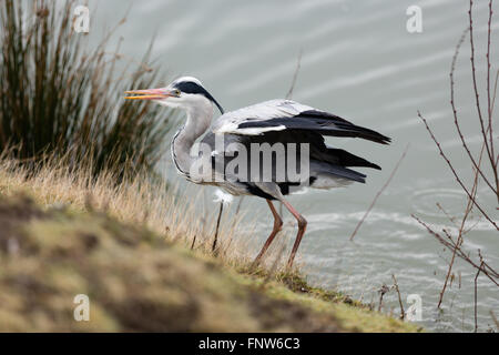 Blue Heron heraustreten aus dem Wasser Stockfoto