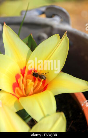 Biene in eine gelbe Tulpe im Frühjahr Stockfoto