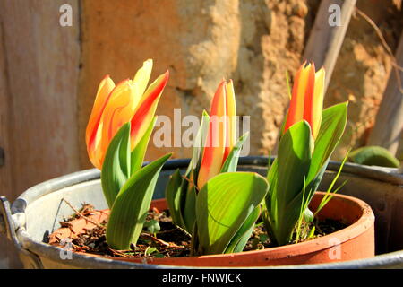 geschlossene Tulpen in einem Blumentopf Stockfoto