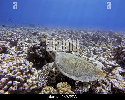 Schwimmen mit grüne Meeresschildkröten und tropischen Fischen in der Lagune von Bora Bora, Moorea, Gesellschaftsinseln, Französisch-Polynesien, South Pa Stockfoto