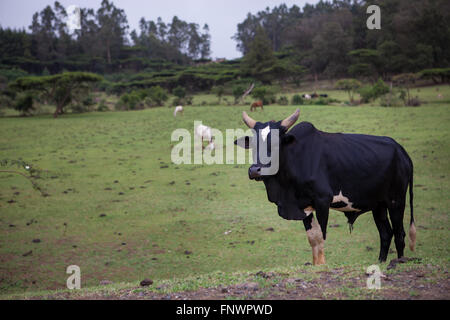 Pferde und Rinder grasen auf saftigen grünen Wiesen, Äthiopien, Afrika Stockfoto
