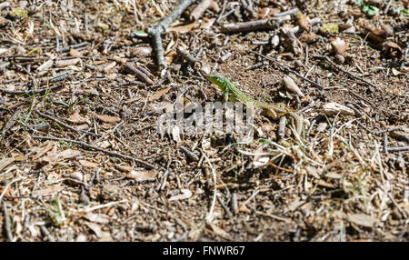 Kleine grüne Europäische Eidechse mit natürlichen Hintergrund closeup Stockfoto