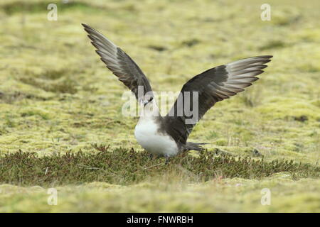 Parasitäre Jaeger Island Stockfoto