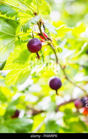 Rote Stachelbeere wächst auf einem Strauch Stockfoto