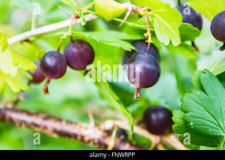 Rote Stachelbeere wächst auf einem Strauch Stockfoto