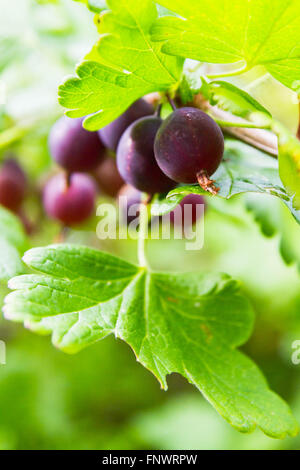 Rote Stachelbeere wächst auf einem Strauch Stockfoto